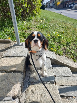 Alice, Cavalier King Charles Spaniel - Hündin