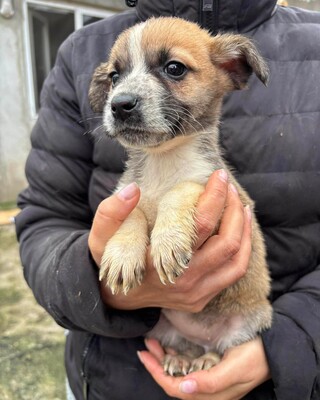 Alice, Mischling Welpen - Hündin