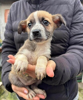 Alice, Mischling Welpen - Hündin