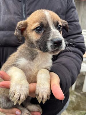 Alice, Mischling Welpen - Hündin