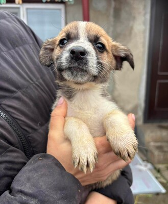 Alice, Mischling Welpen - Hündin