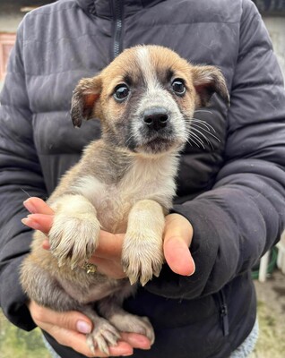 Alice, Mischling Welpen - Hündin