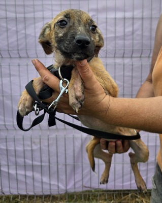 Alice, Mix - Hündin