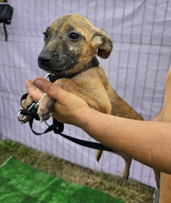 Alice, Mix - Hündin