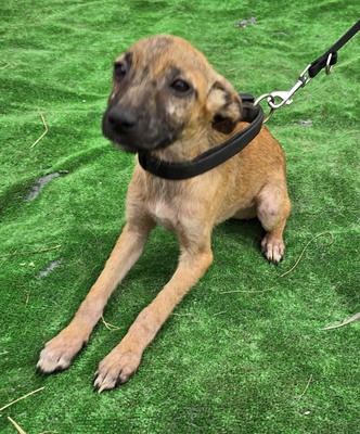 Alice, Mix - Hündin