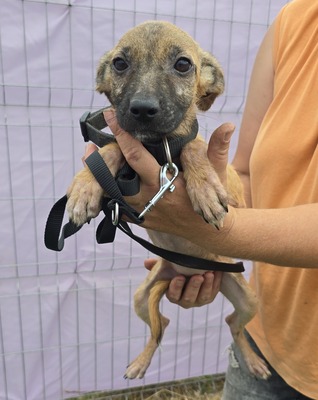 Alice, Mix - Hündin