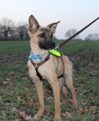 Alice, Mix - Hündin