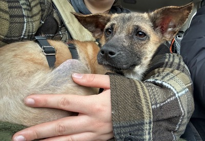 Alice, Mix - Hündin