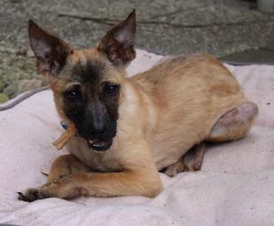 Alice, Mix - Hündin