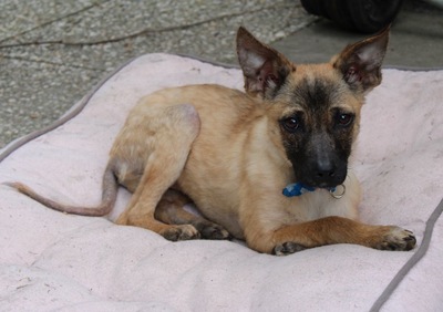 Alice, Mix - Hündin