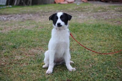 Alice, Mix Welpen - Hündin