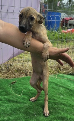 Alice, Mix Welpen - Hündin