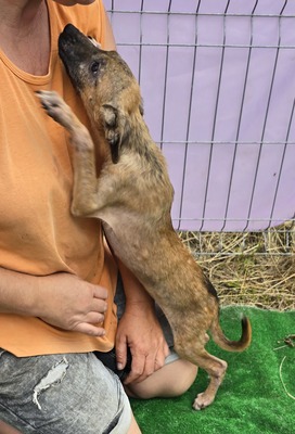 Alice, Mix Welpen - Hündin