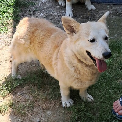 Alice - kurze Beinchen, große Stehohren ganz besonderer Charme 💖, Mischling - Hündin