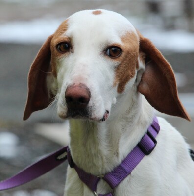 Alicia, Mischling - Hündin