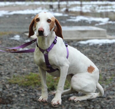 Alicia, Mischling - Hündin