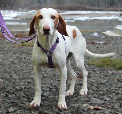 Alicia, Mischling - Hündin