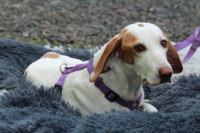 Alicia, Mischling - Hündin