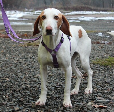 Alicia, Mischling - Hündin