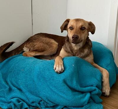 Alina, Mix - Hündin