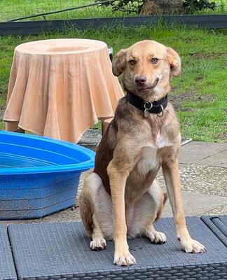 Alina, Mix - Hündin