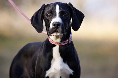 Alinga, Labrador/Magyar Vizsla Mischling Welpen - Hündin