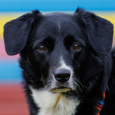 Alischa, Mischling - Hündin