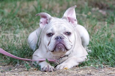 Alisha, Bulldoggen Welpen - Hündin