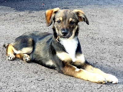 Alli /Monique, Pinscher, Shitzu und ein Terrier ? Welpen - Hündin