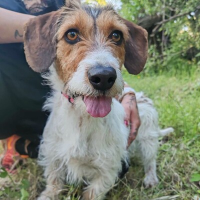 ❤️Allie ist ein kleiner Sonnenschein, der jeden mit Liebe und Fürsorge überschüttet❤️, Mischlingshündin - Hündin