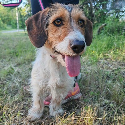 ❤️Allie ist ein kleiner Sonnenschein, der jeden mit Liebe und Fürsorge überschüttet❤️, Mischlingshündin - Hündin