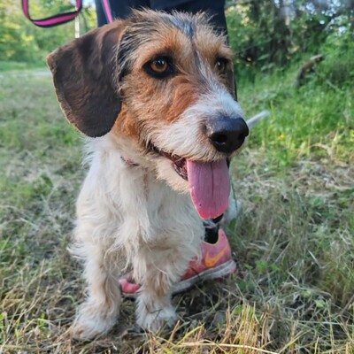 ❤️Allie ist ein kleiner Sonnenschein, der jeden mit Liebe und Fürsorge überschüttet❤️, Mischlingshündin - Hündin