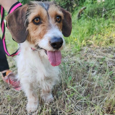 ❤️Allie ist ein kleiner Sonnenschein, der jeden mit Liebe und Fürsorge überschüttet❤️, Mischlingshündin - Hündin