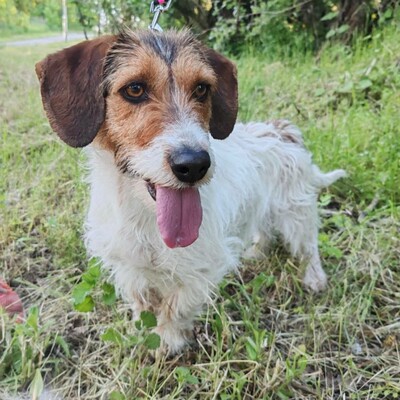 ❤️Allie ist ein kleiner Sonnenschein, der jeden mit Liebe und Fürsorge überschüttet❤️, Mischlingshündin - Hündin
