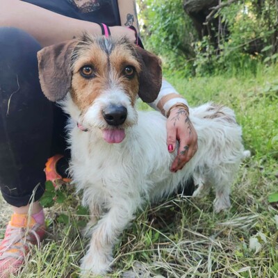 ❤️Allie ist ein kleiner Sonnenschein, der jeden mit Liebe und Fürsorge überschüttet❤️, Mischlingshündin - Hündin