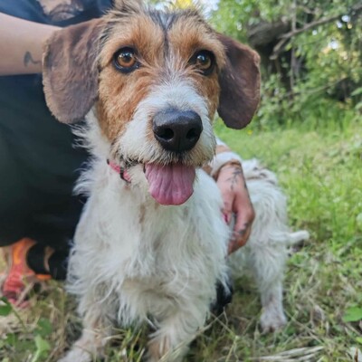 ❤️Allie ist ein kleiner Sonnenschein, der jeden mit Liebe und Fürsorge überschüttet❤️, Mischlingshündin - Hündin