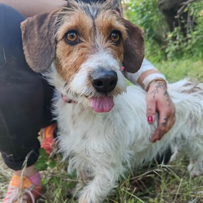 ❤️Allie ist ein kleiner Sonnenschein, der jeden mit Liebe und Fürsorge überschüttet❤️, Mischlingshündin - Hündin