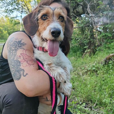 ❤️Allie ist ein kleiner Sonnenschein, der jeden mit Liebe und Fürsorge überschüttet❤️, Mischlingshündin - Hündin