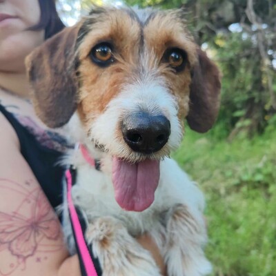 ❤️Allie ist ein kleiner Sonnenschein, der jeden mit Liebe und Fürsorge überschüttet❤️, Mischlingshündin - Hündin
