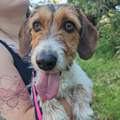 ❤️Allie ist ein kleiner Sonnenschein, der jeden mit Liebe und Fürsorge überschüttet❤️, Mischlingshündin - Hündin
