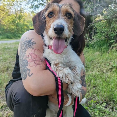 ❤️Allie ist ein kleiner Sonnenschein, der jeden mit Liebe und Fürsorge überschüttet❤️, Mischlingshündin - Hündin
