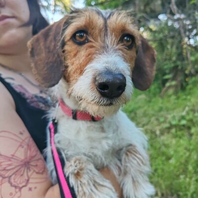 ❤️Allie ist ein kleiner Sonnenschein, der jeden mit Liebe und Fürsorge überschüttet❤️, Mischlingshündin - Hündin