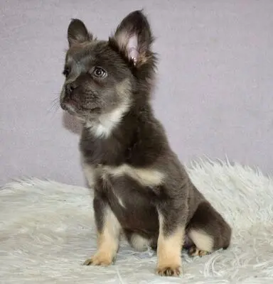 Ally, FRANZÖSISCHE BULLDOGGE Welpen - Hündin