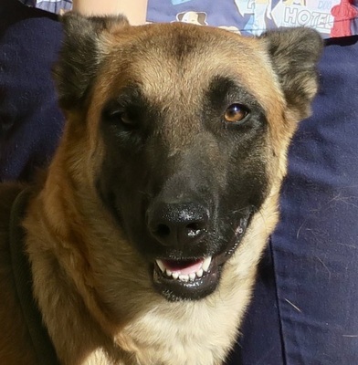 Alma, Mali - Hündin