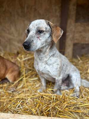 Alma, Mischling - Hündin