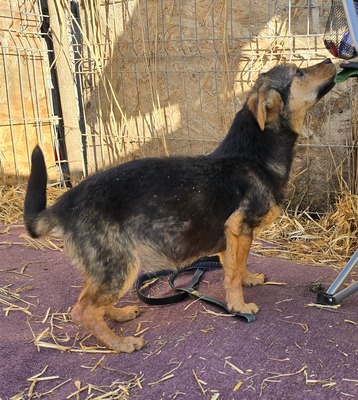 Alma, Mix - Hündin