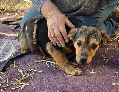 Alma, Mix - Hündin