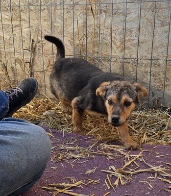 Alma, Mix - Hündin