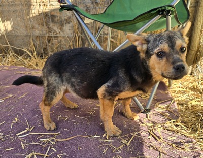 Alma, Mix - Hündin