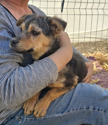 Alma, Mix - Hündin